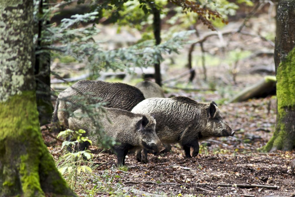 Bayrischer Wald